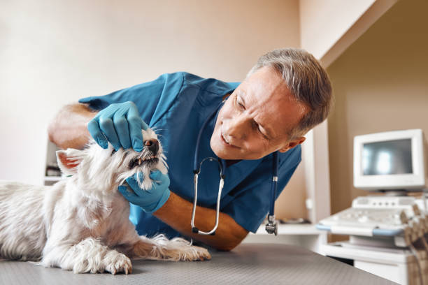 Best Same-Day Emergency Dentist in New Market, MD